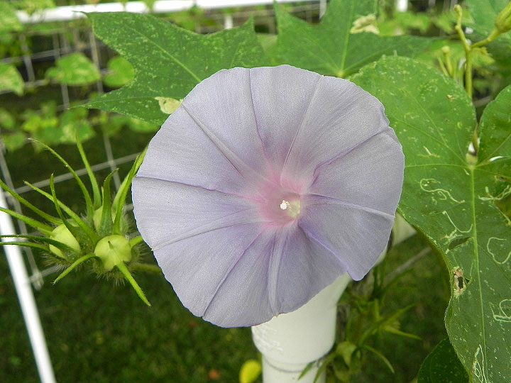 DSCN7085