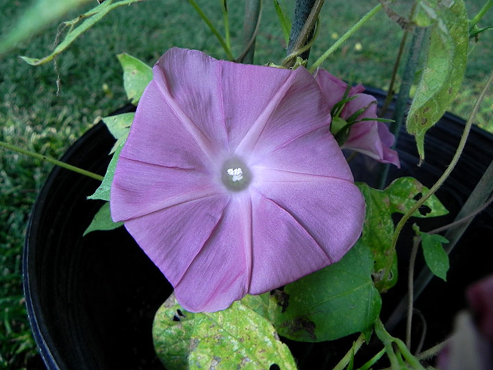 DSCN7420