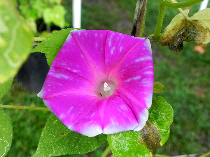 DSCN7544