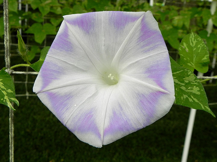 DSCN7608