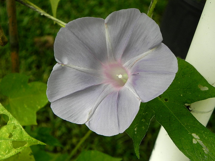 DSCN7666_01