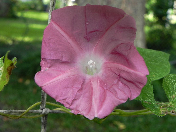 DSCN7667