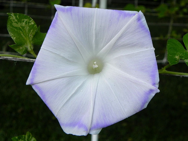 DSCN7720