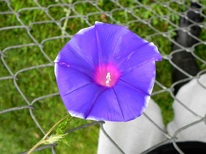 DSCN7749