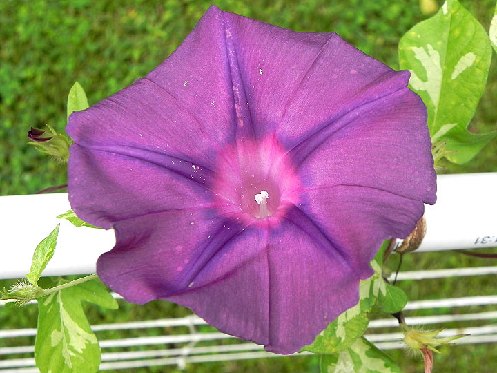 DSCN7930