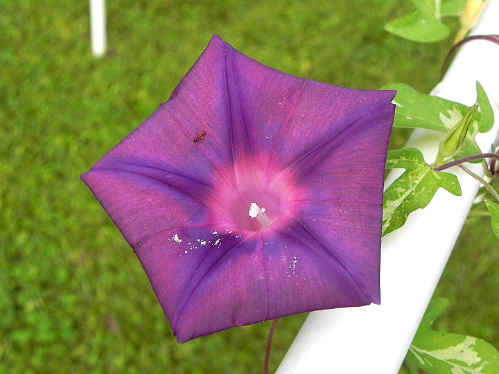 DSCN7961