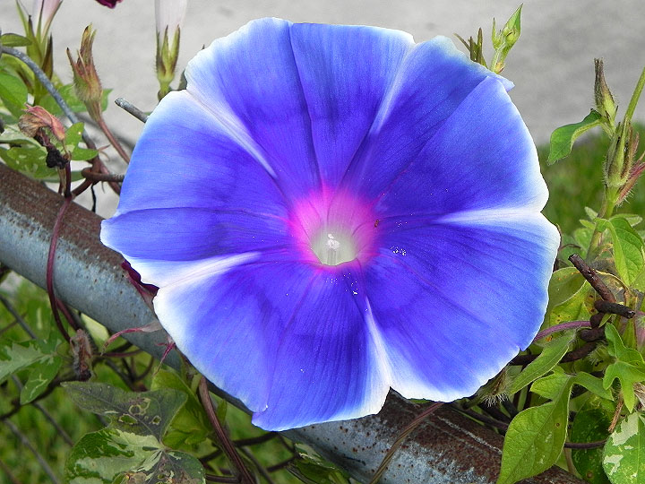 18-DSCN4163