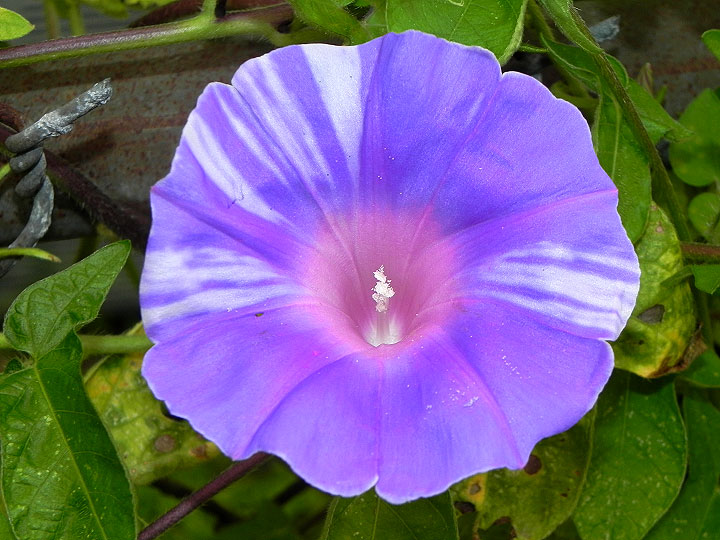 1-10-DSCN7596