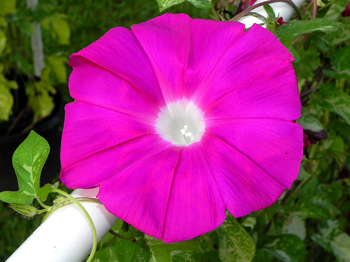 1-39w-DSCN5223