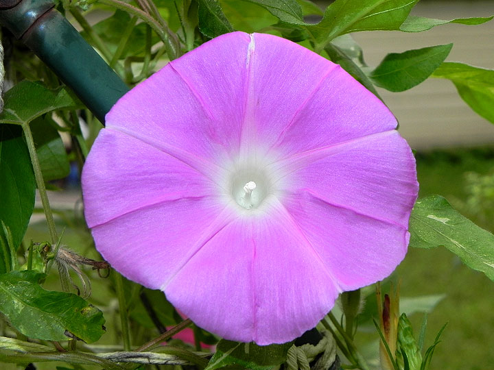 1-Arch-DSCN1915