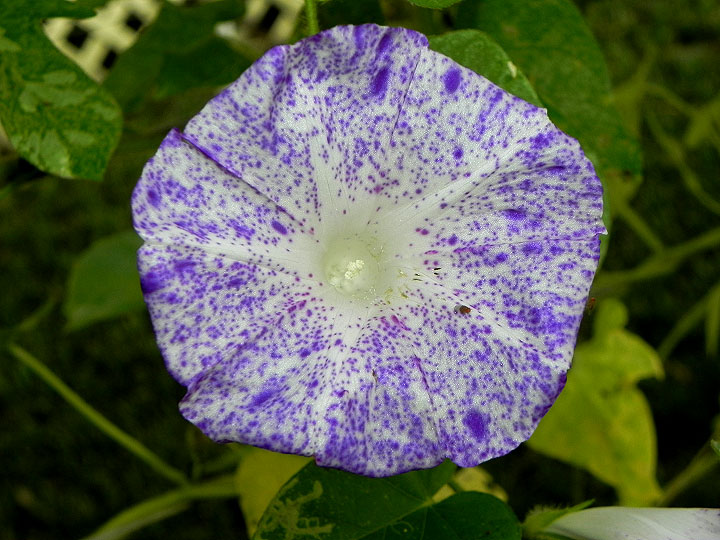 1-DSCN1413