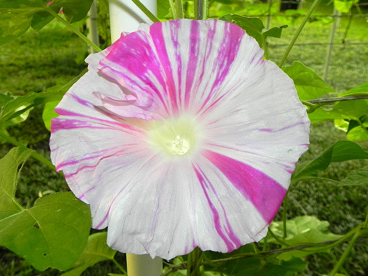 1-DSCN4636
