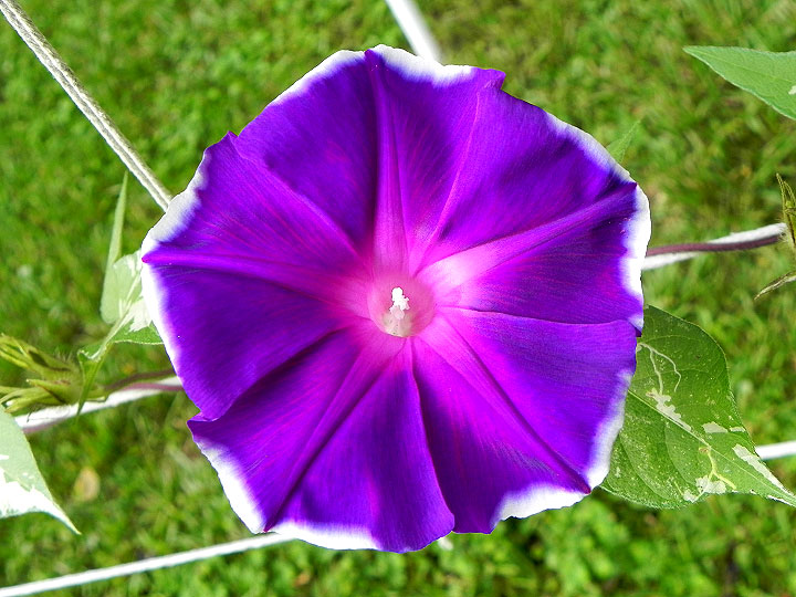 1-DSCN6911