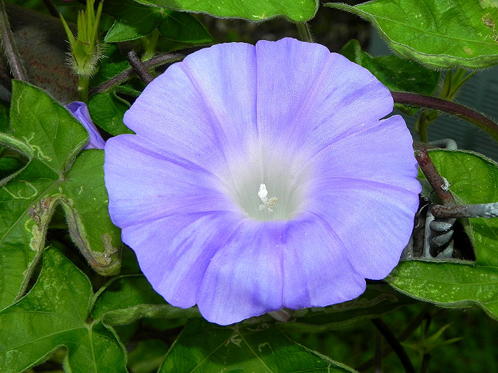 10-DSCN3964