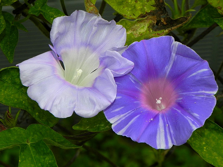 10-DSCN8619