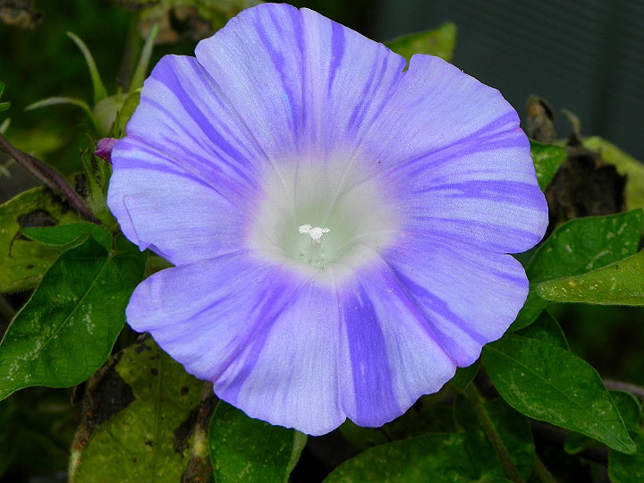 10-DSCN8621