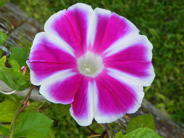 16-DSCN4153