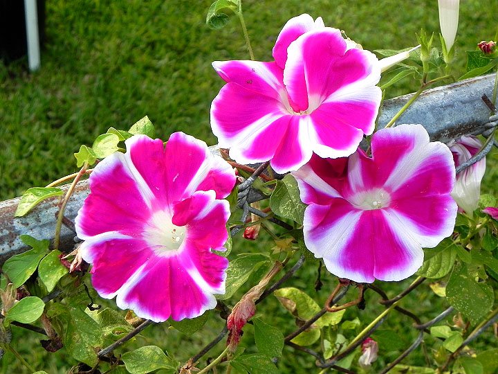 16-DSCN4446_01