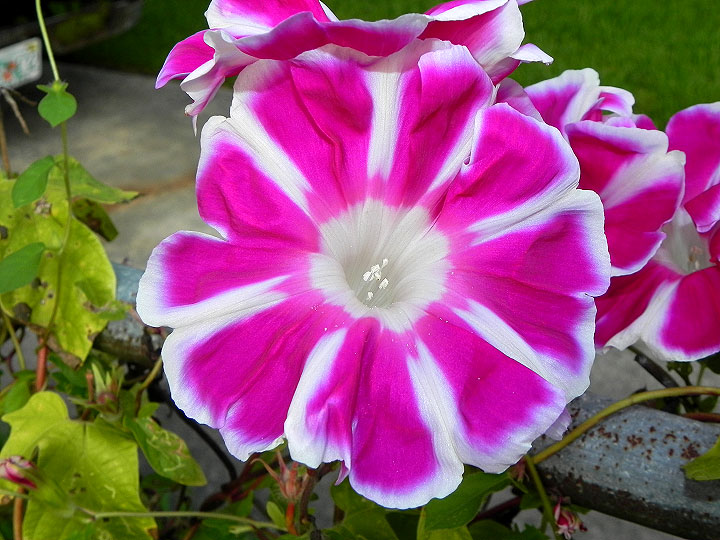 16-DSCN4781