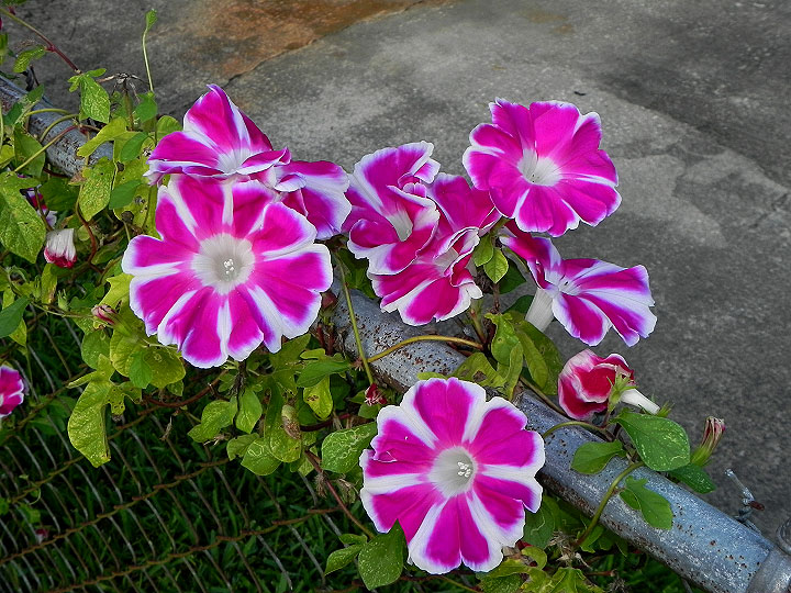 16-DSCN4783