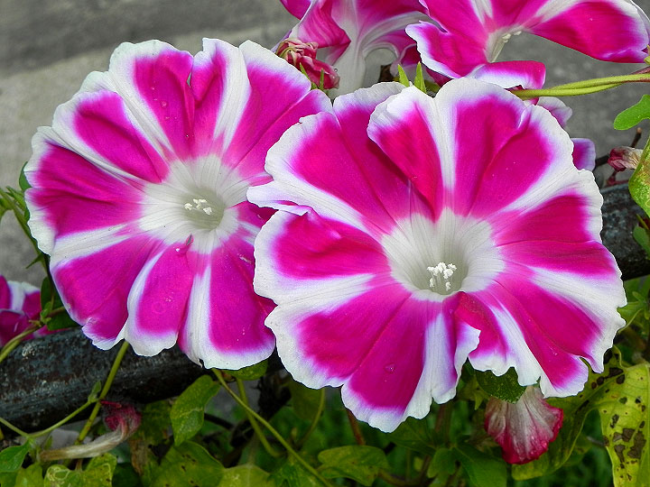 16-DSCN5084_01