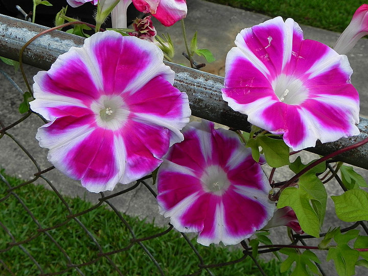 16-DSCN6850