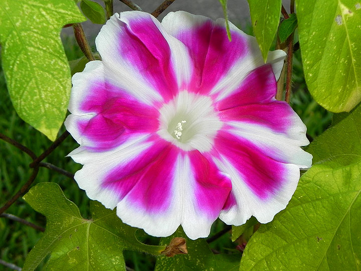 16-DSCN8783