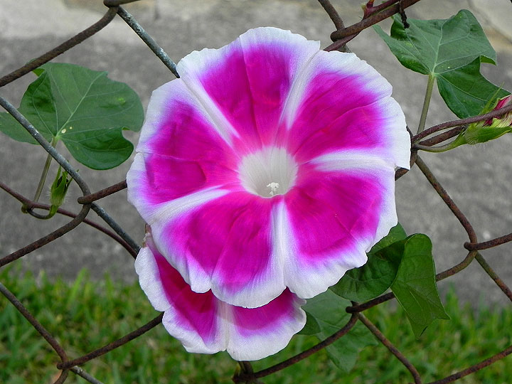 16n-DSCN1290