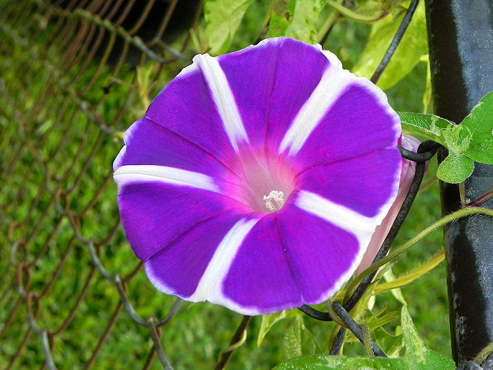 17-DSCN2721