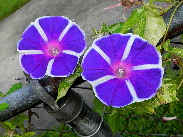 17-DSCN3267