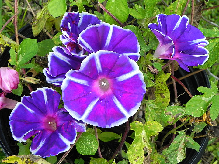17-DSCN4160