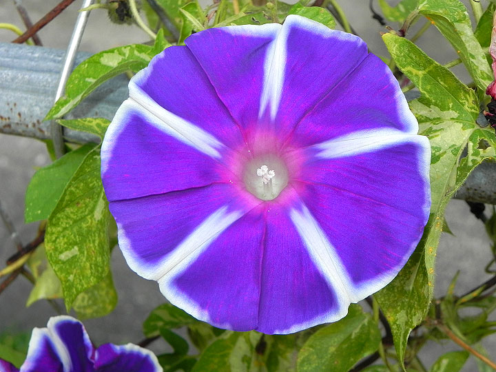 17-DSCN4161