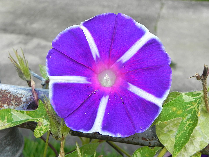 17-DSCN4784