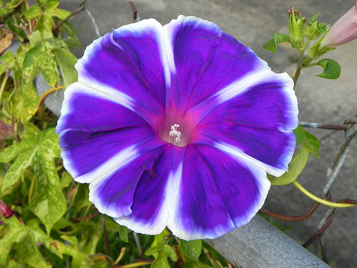 17-DSCN4788