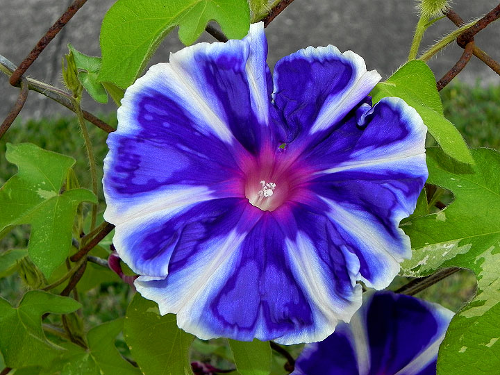 17-DSCN6072