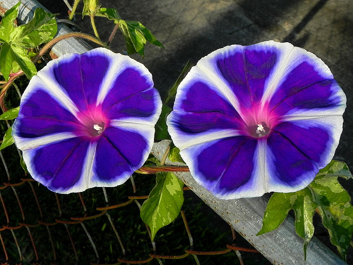 17-DSCN6396