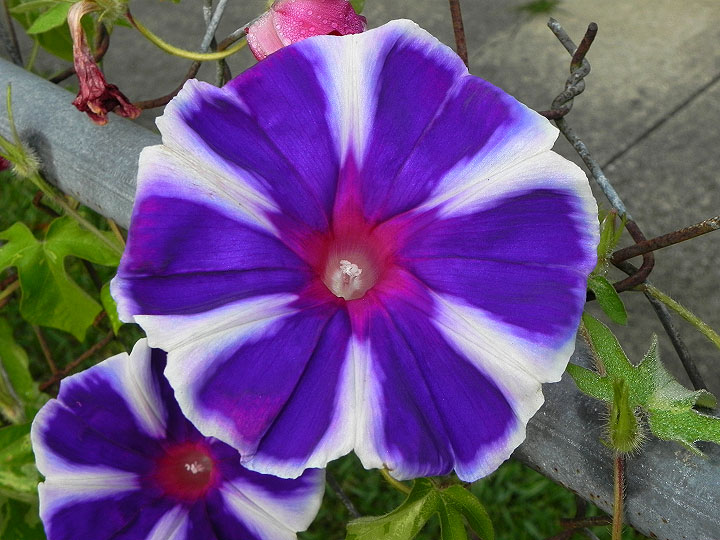17-DSCN6767