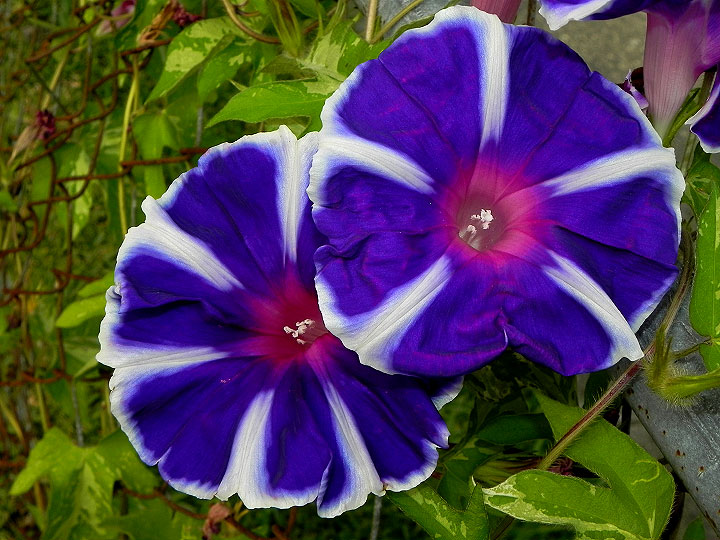 17-DSCN7029