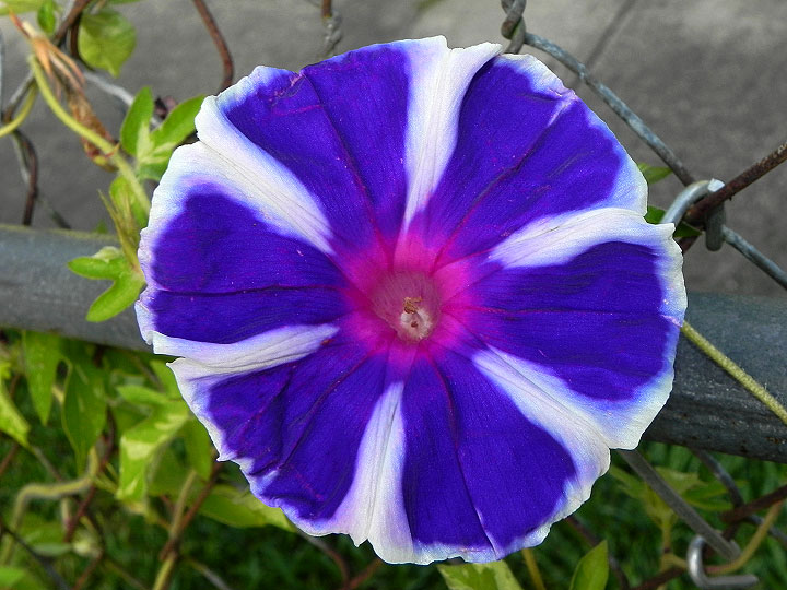 17-DSCN7129