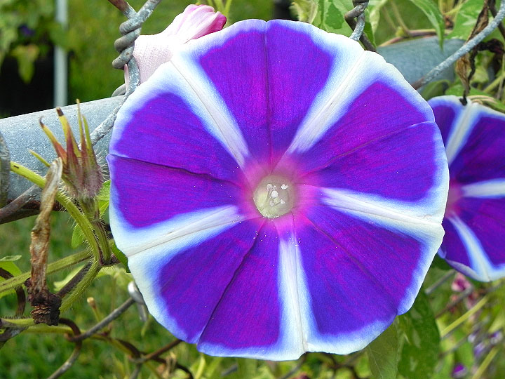 17-DSCN8977