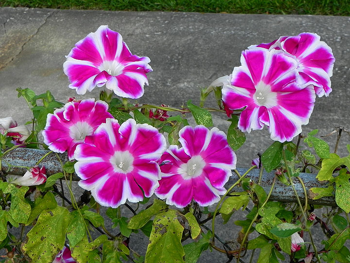 2-16-DSCN4776
