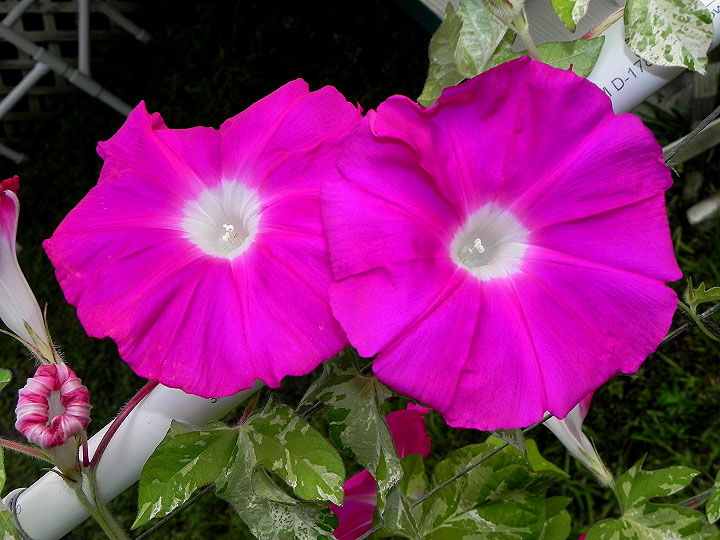 2-39w-DSCN6915
