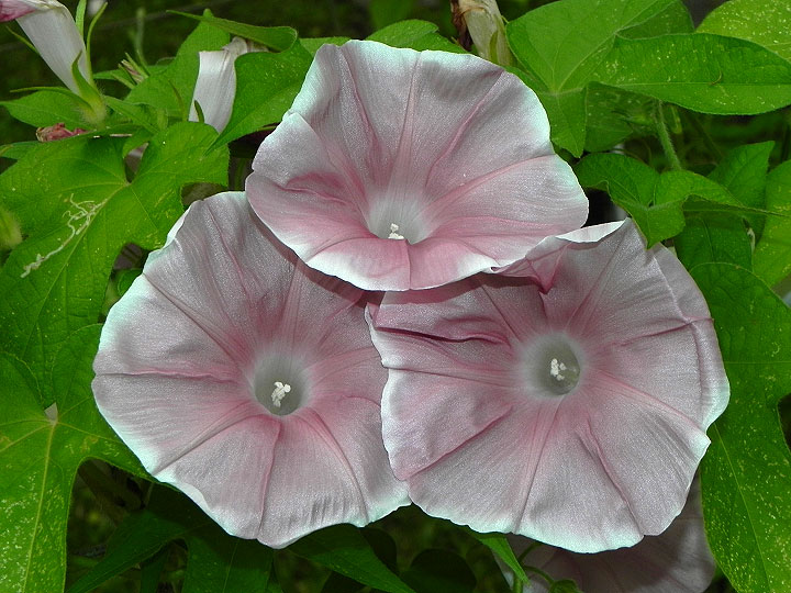2-47w-DSCN0592
