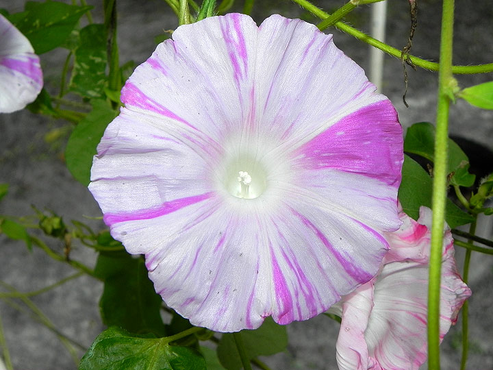 2-62s-DSCN1845
