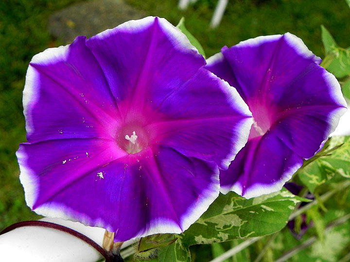 2-DSCN6610