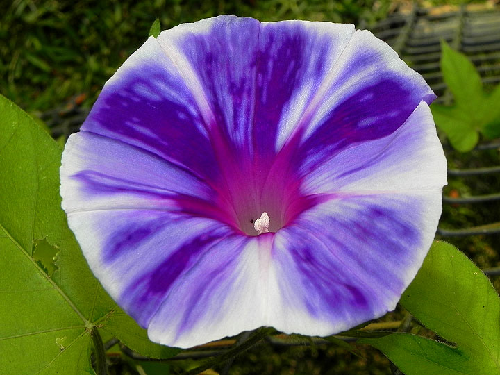 24-DSCN6229