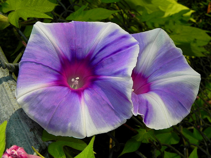 24-DSCN6964