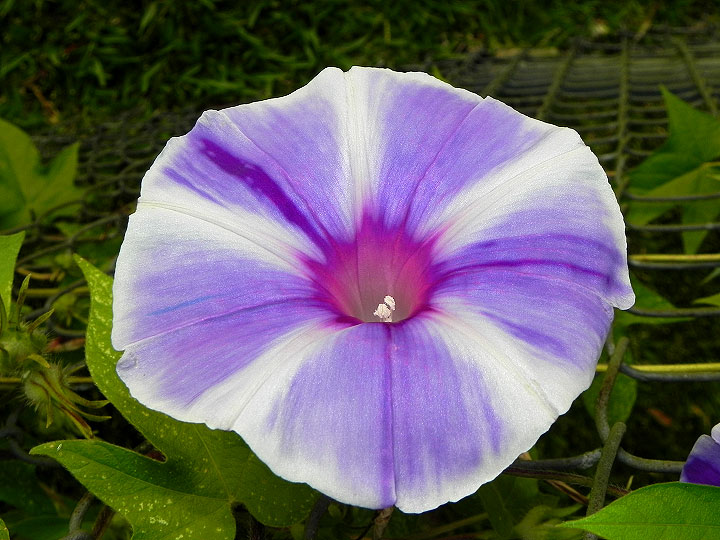 24-DSCN7994
