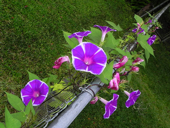 24sN-DSCN0569