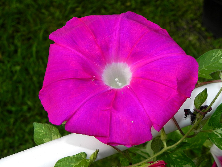 3-39w-DSCN5937